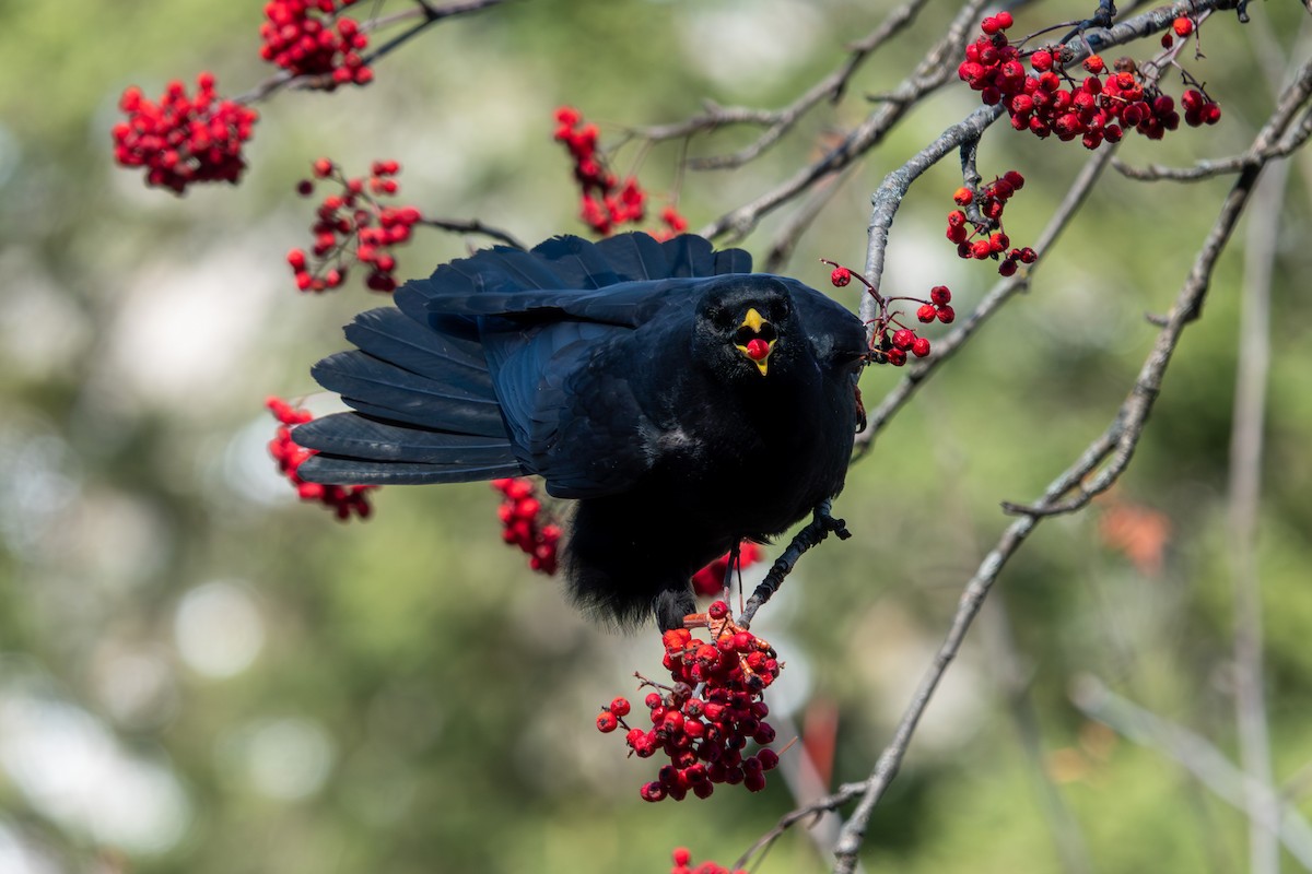 Alpendohle - ML645069751