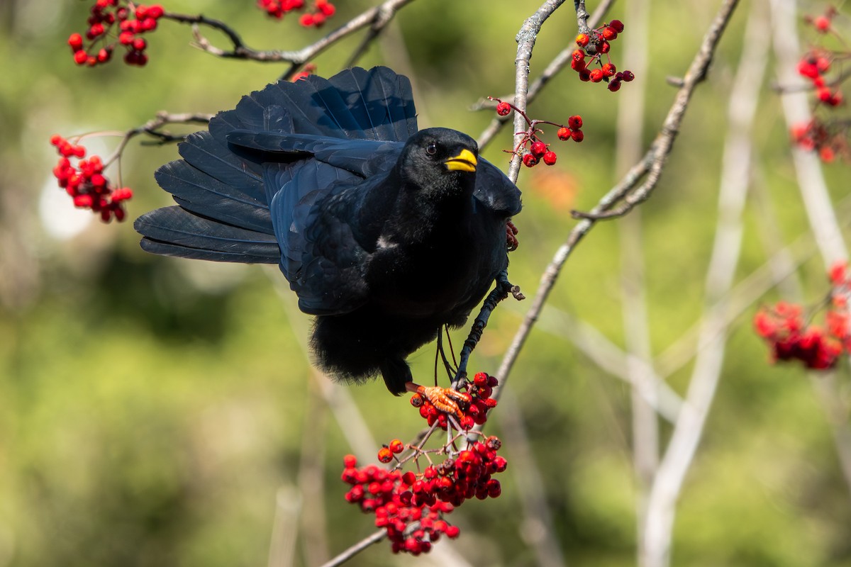 Alpendohle - ML645069752