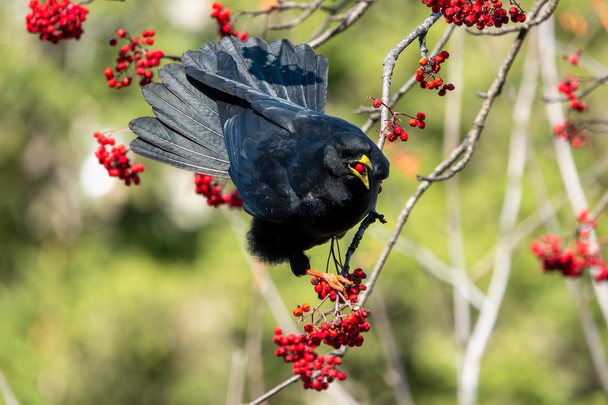 Alpendohle - ML645069753