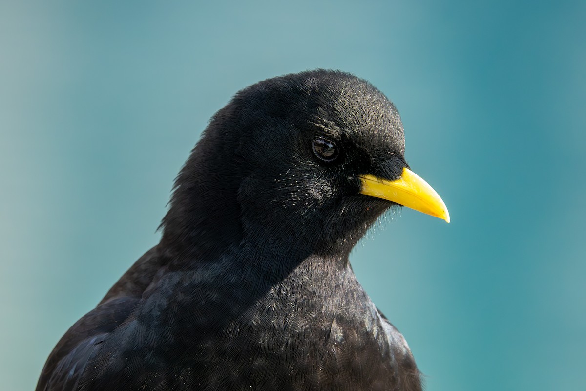 Alpendohle - ML645069754