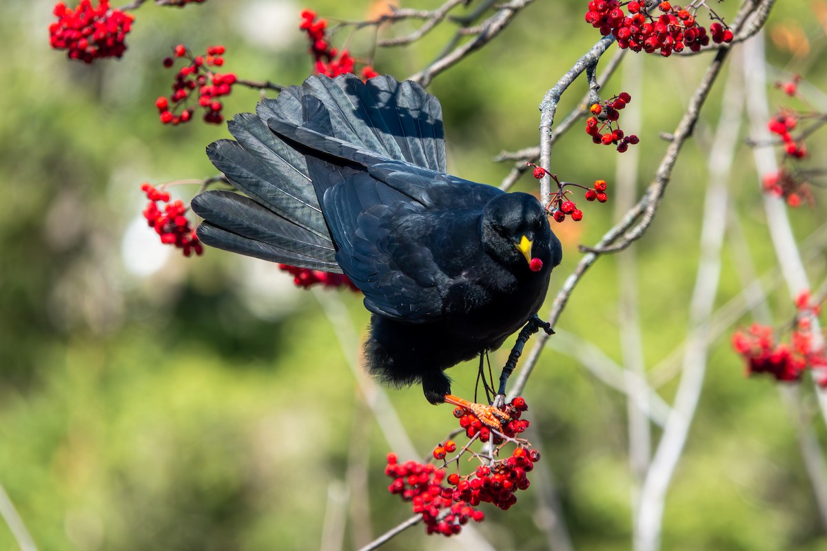 Alpendohle - ML645069756