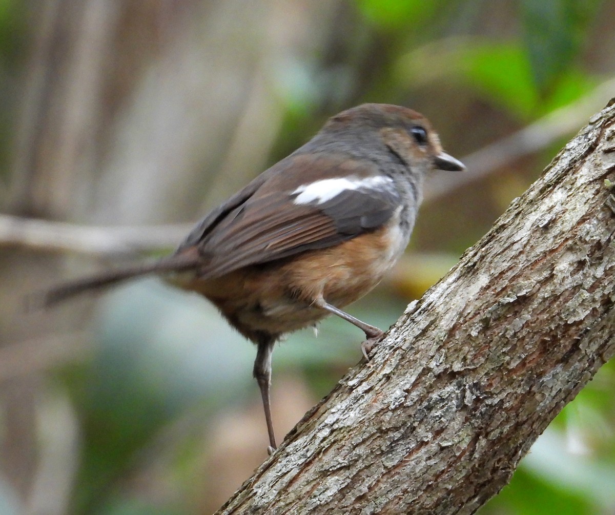 Madagascar Magpie-Robin - ML645069763
