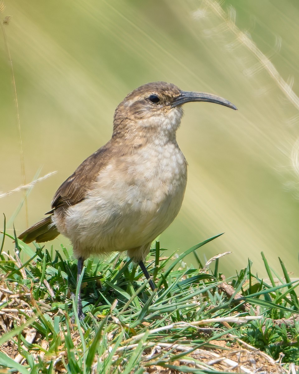 langnebbmarkløper - ML645069769