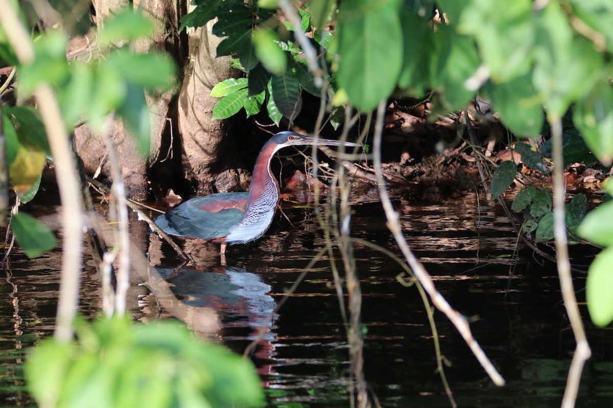 Agami Balıkçılı - ML645069795