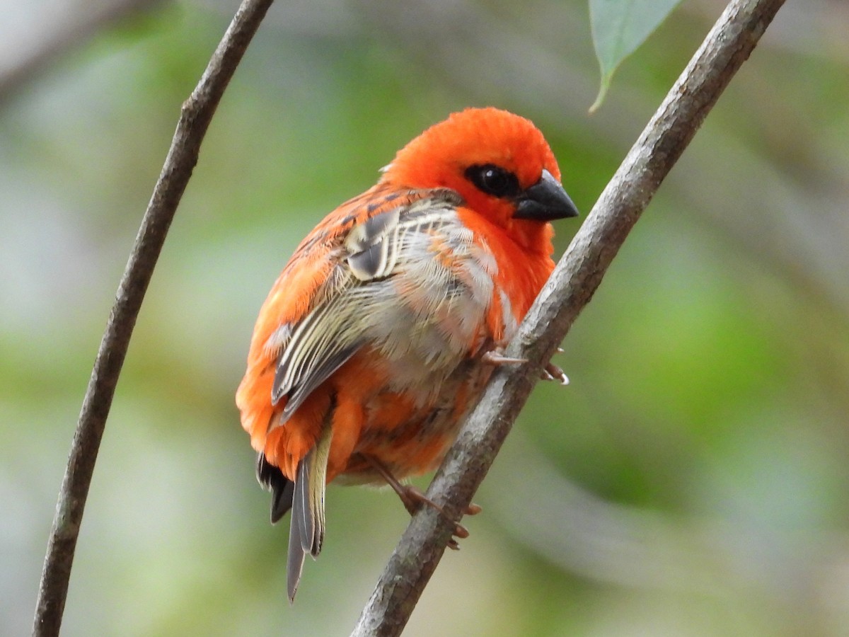 Red Fody - ML645069796