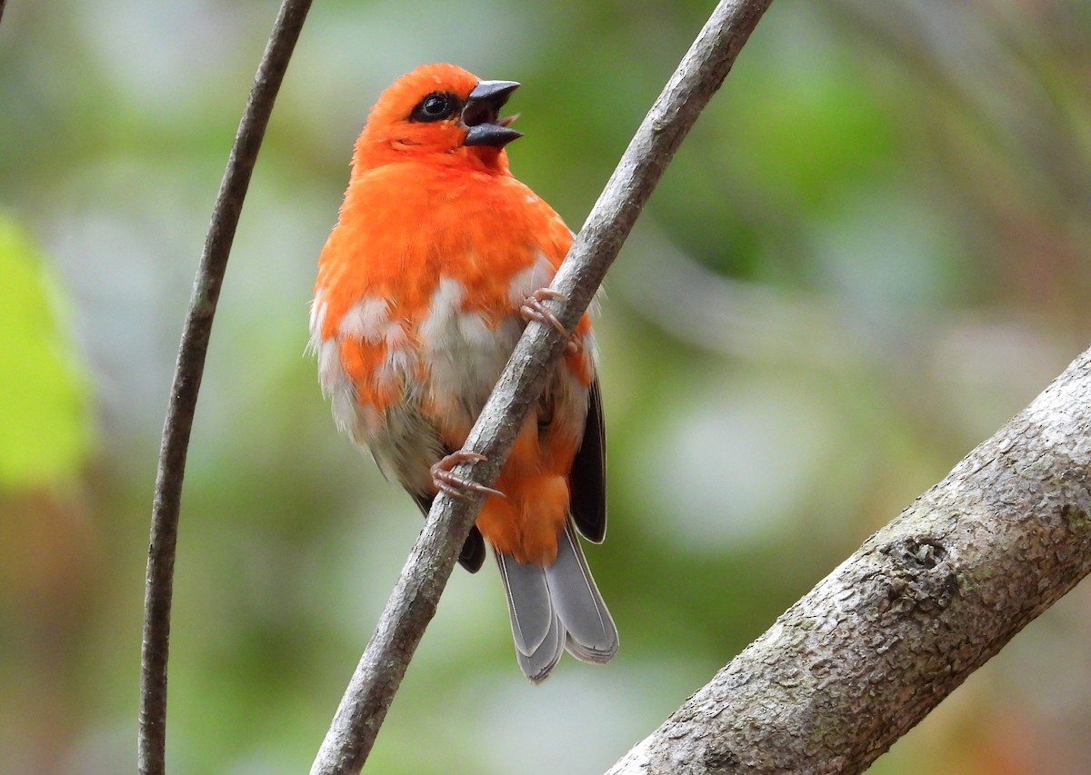 Red Fody - ML645069797