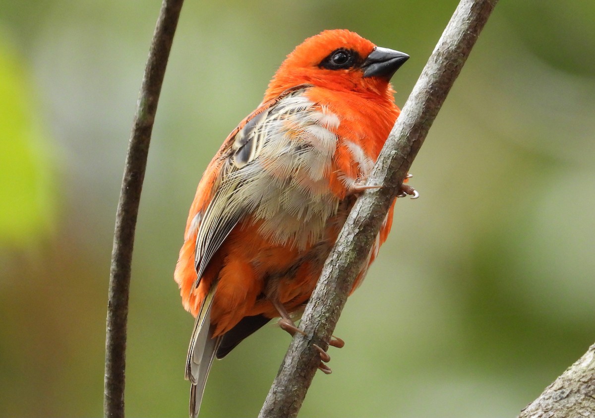 Red Fody - ML645069798