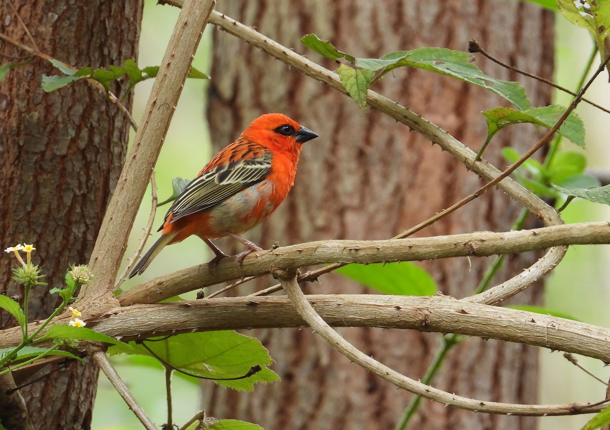 Red Fody - ML645069799