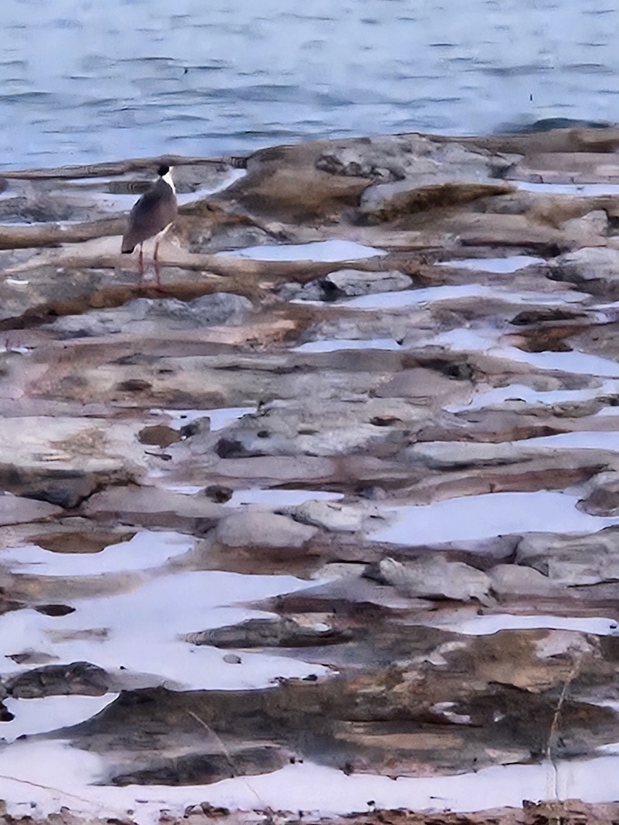 čejka australská - ML645069817