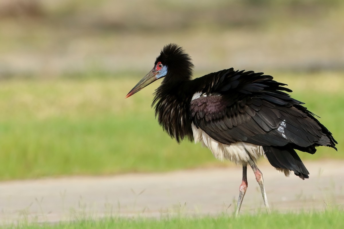 Abdim's Stork - ML645069846