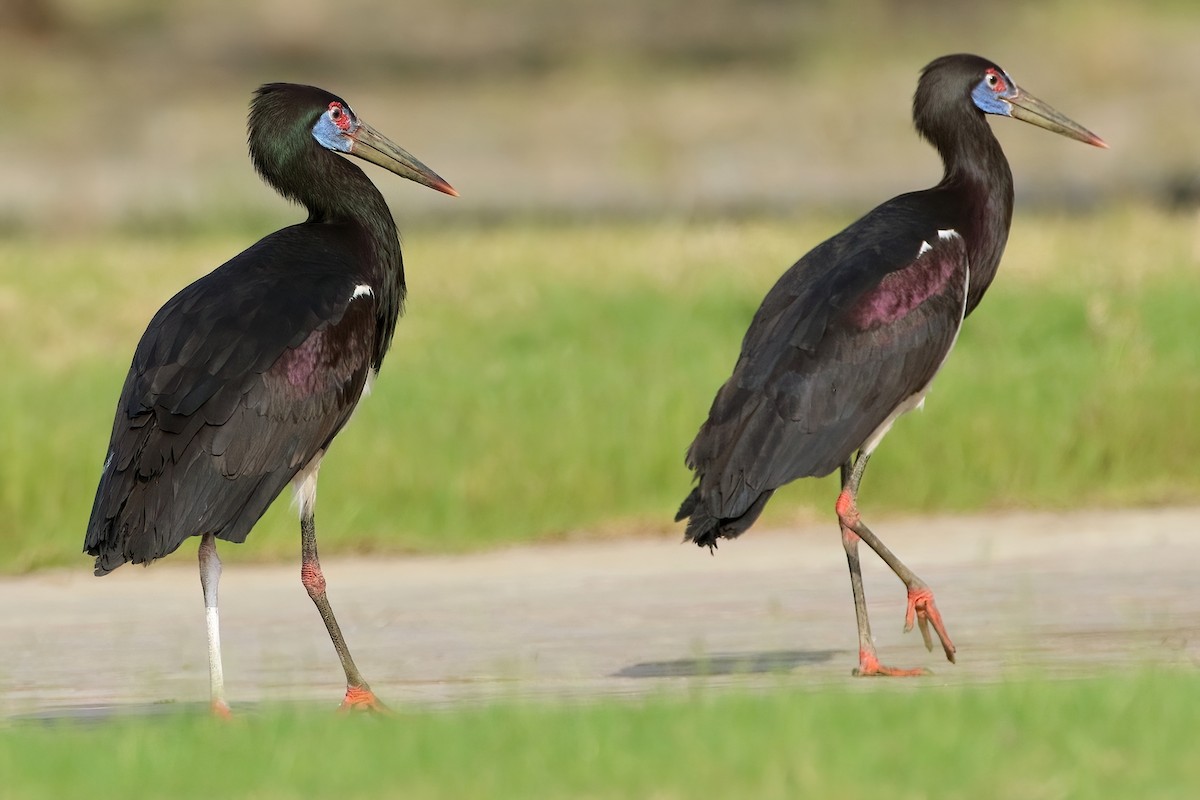 Abdim's Stork - ML645069847