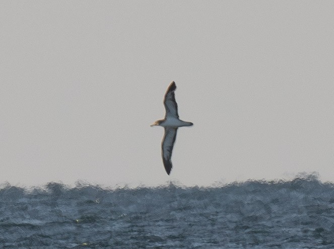 Cory's Shearwater - ML645069849