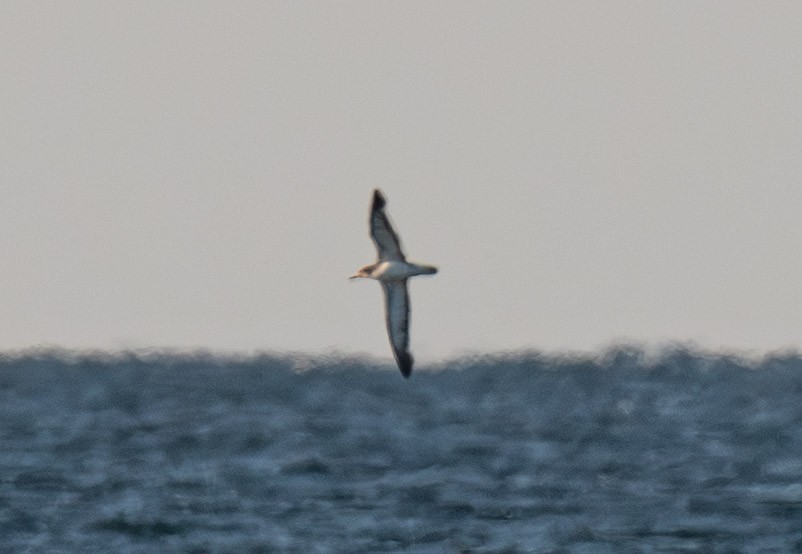 Cory's Shearwater - ML645069850