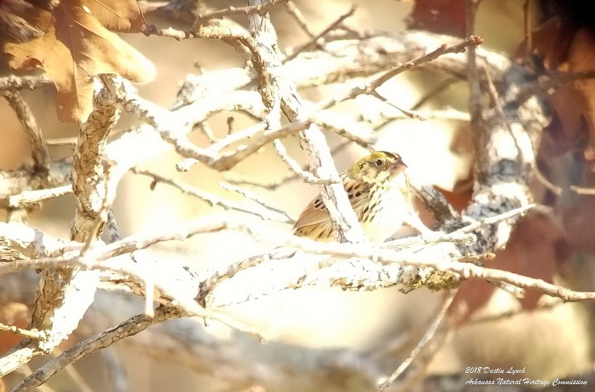 ヘンスローヒメドリ - ML645069870