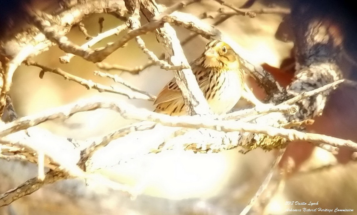 ヘンスローヒメドリ - ML645069871