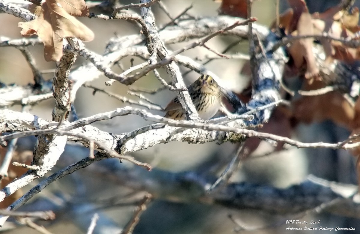 ヘンスローヒメドリ - ML645069872