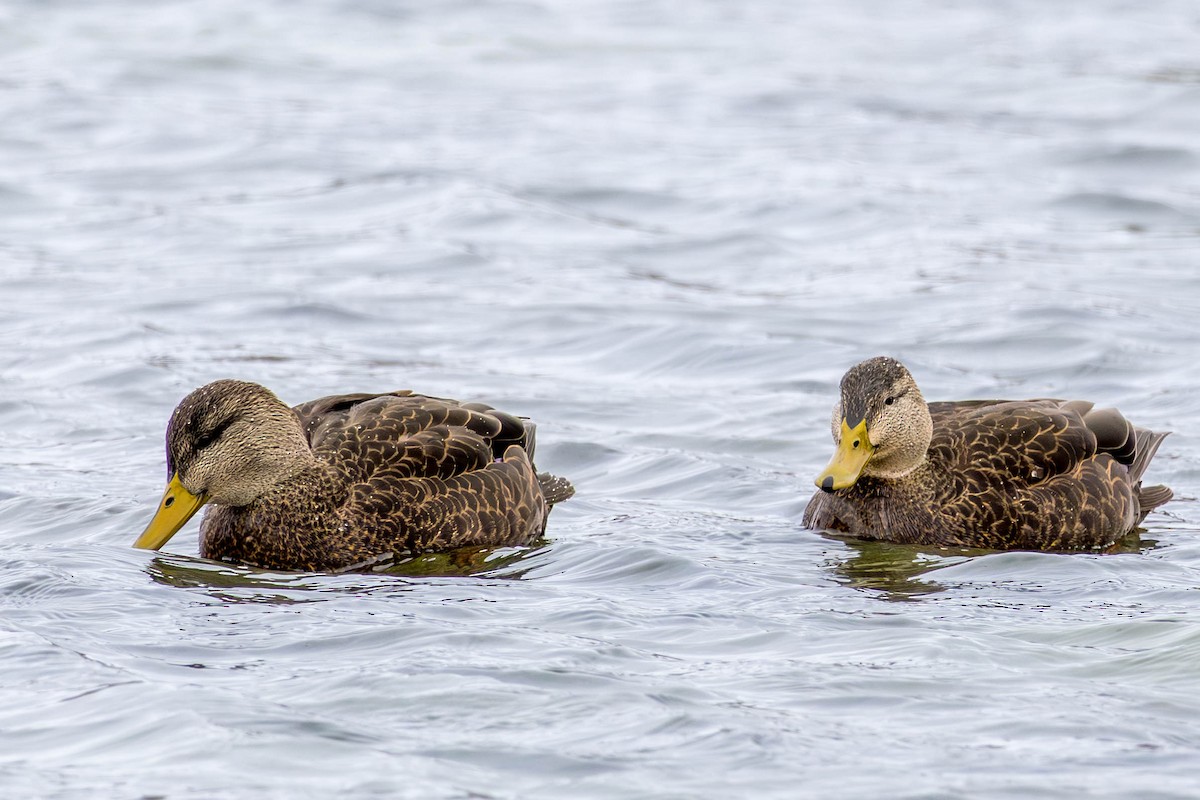 rødfotand - ML645069878