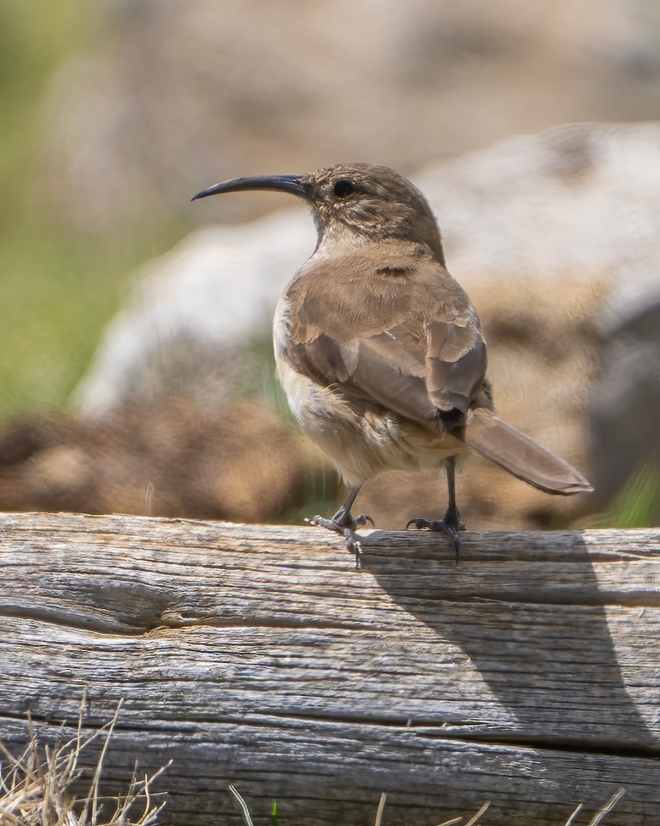 langnebbmarkløper - ML645069906