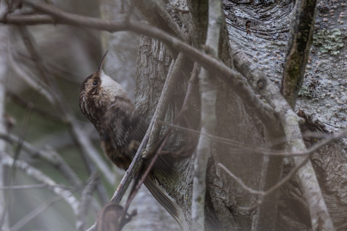 šoupálek americký - ML645069928