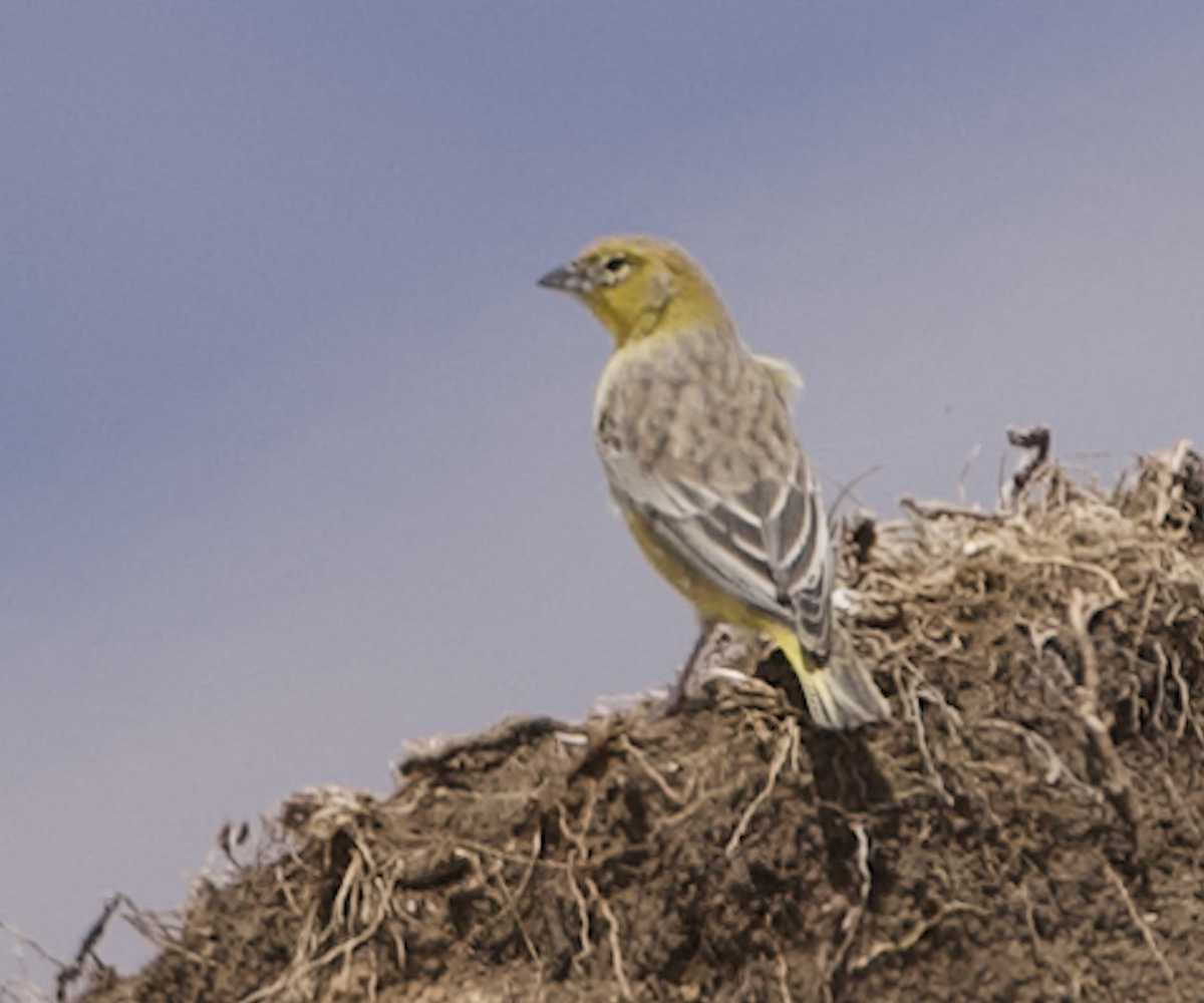 キゴシキンノジコ - ML645069944