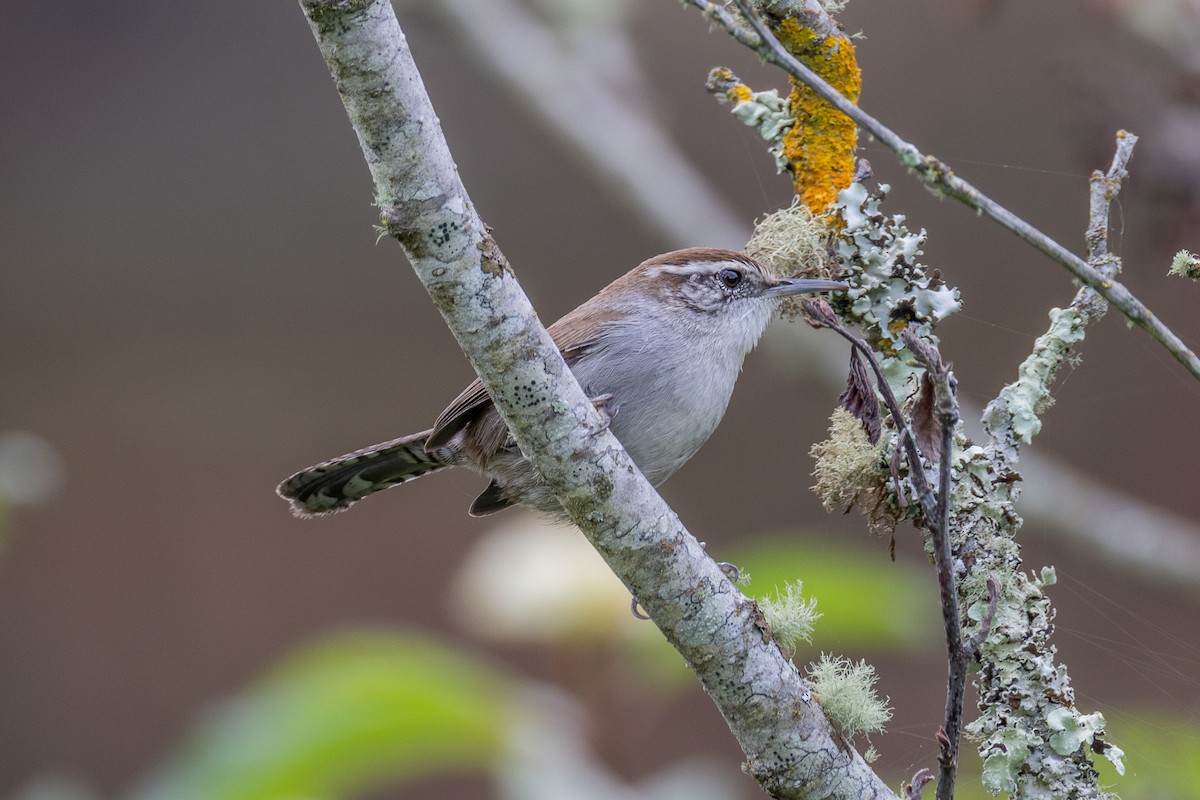 střízlík pokřovní - ML645069950