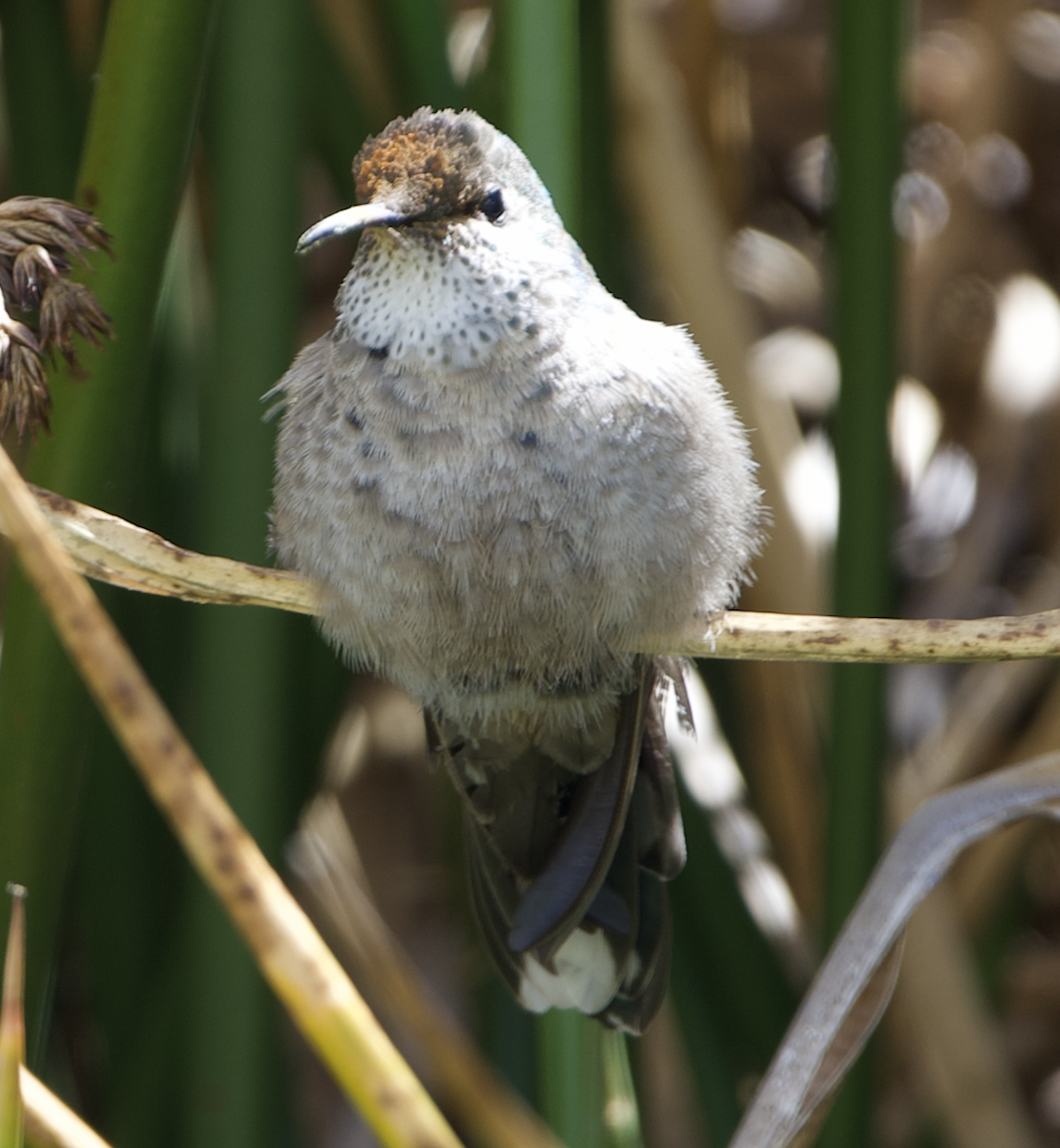 Black-breasted Hillstar - ML645069983