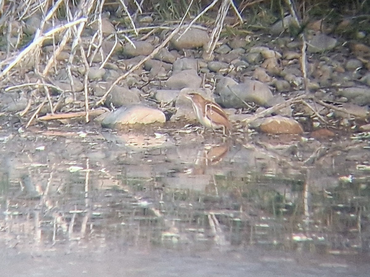 Least Bittern - ML645070062