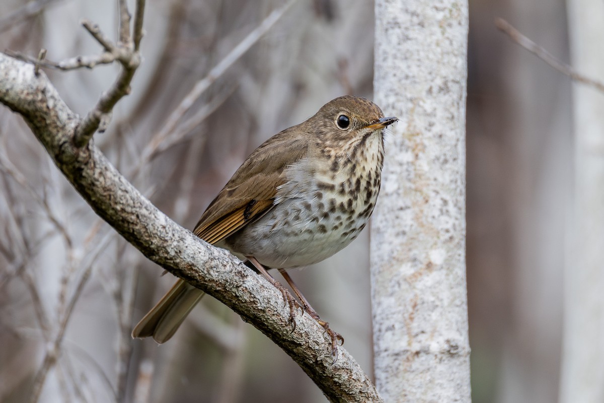 drozd rezavoocasý - ML645070065