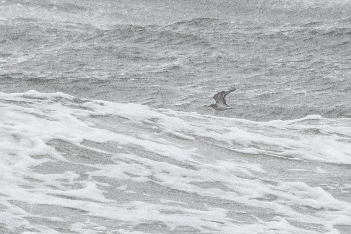 ムラサキハマシギ - ML645070070