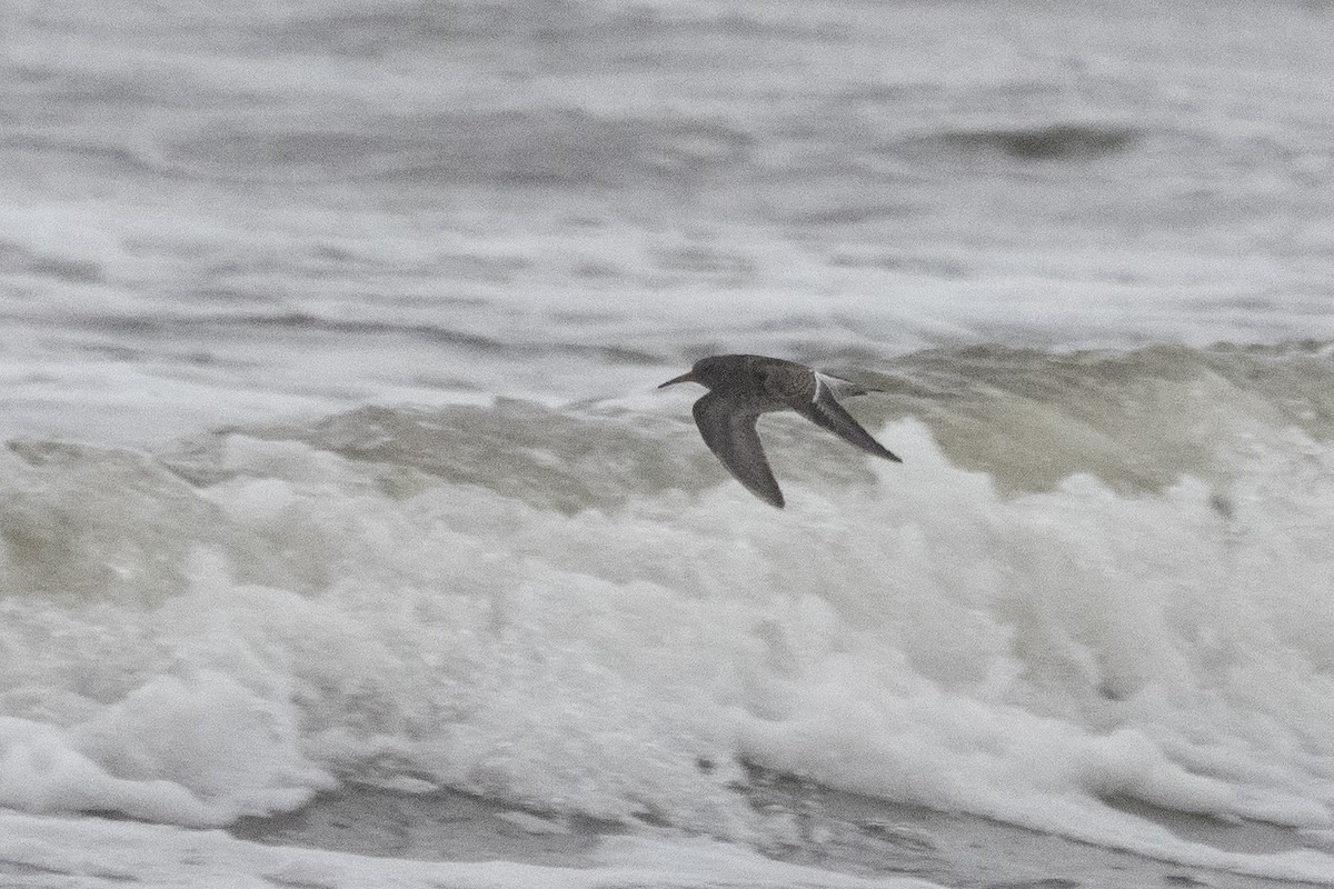 ムラサキハマシギ - ML645070071