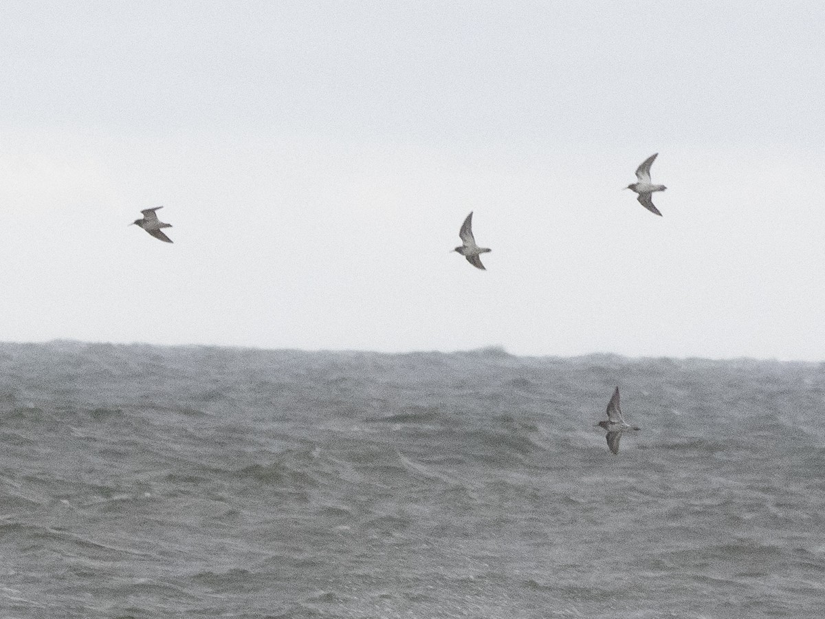 ムラサキハマシギ - ML645070072