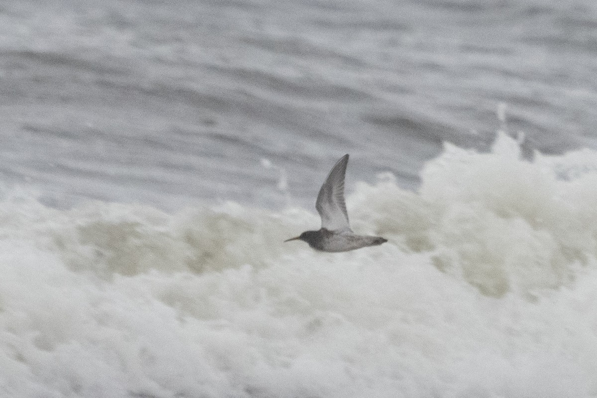 ムラサキハマシギ - ML645070074