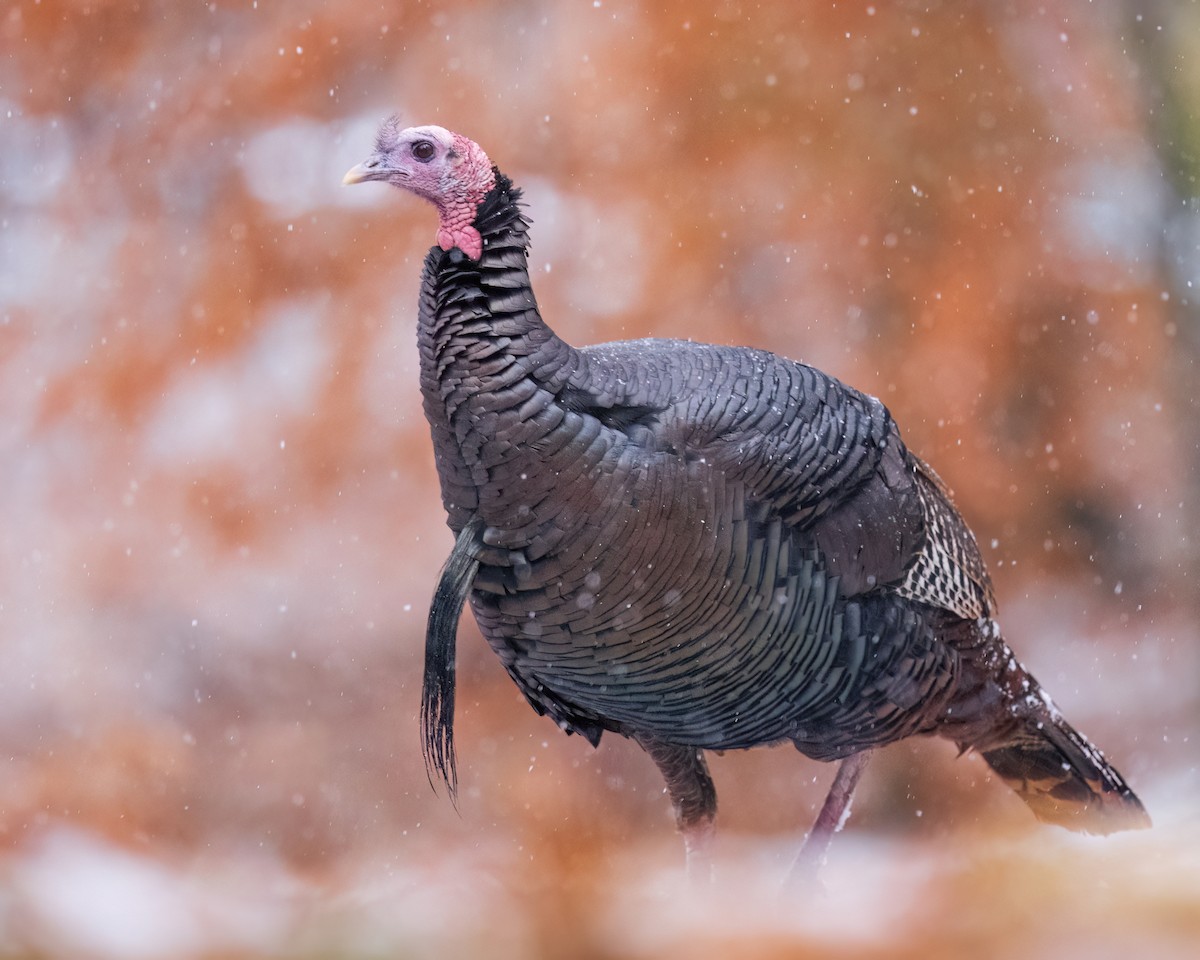 Wild Turkey - ML645070090