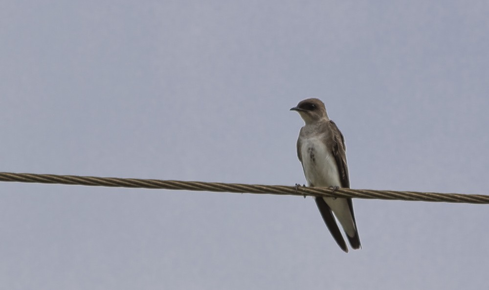 Brown-chested Martin - ML645070095