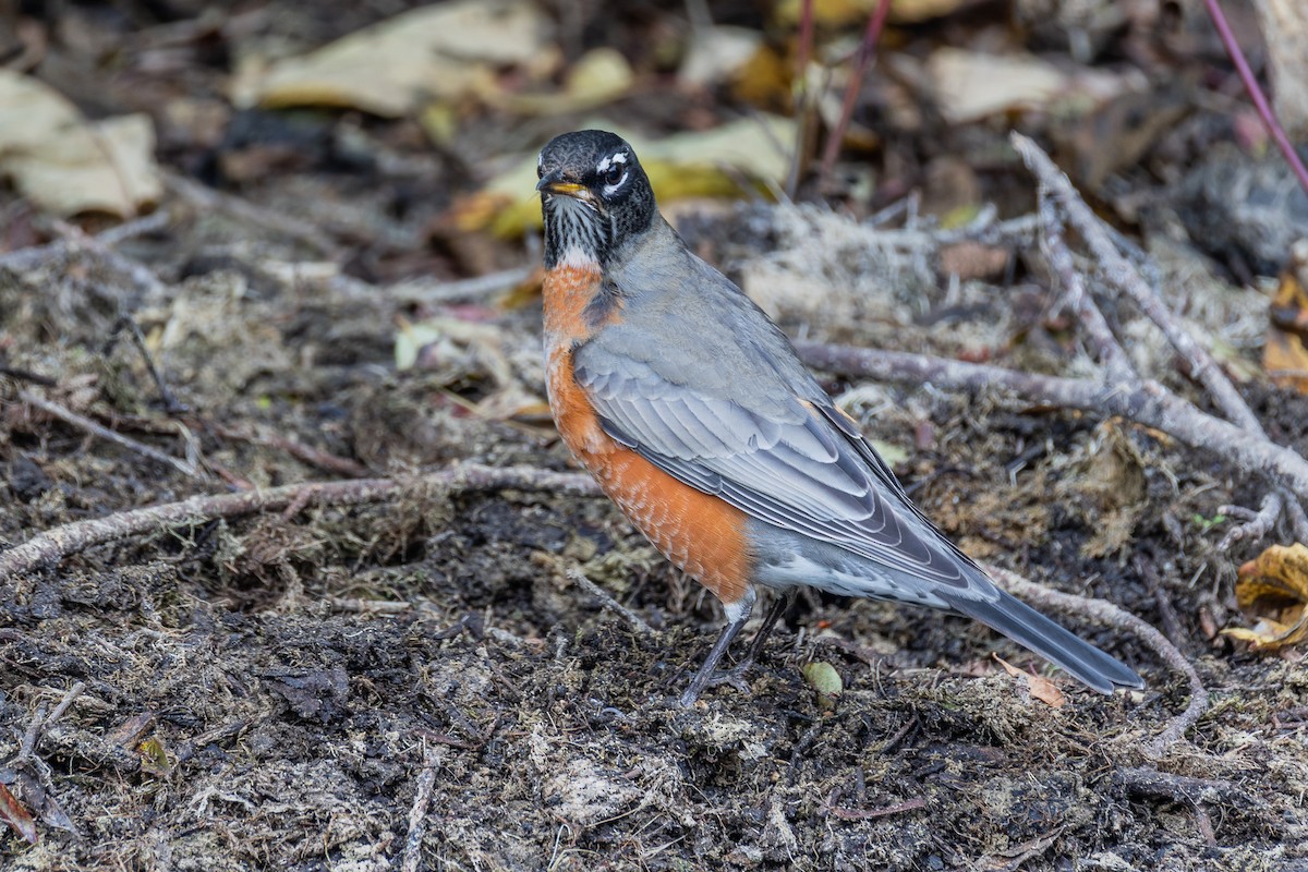 drozd stěhovavý - ML645070107