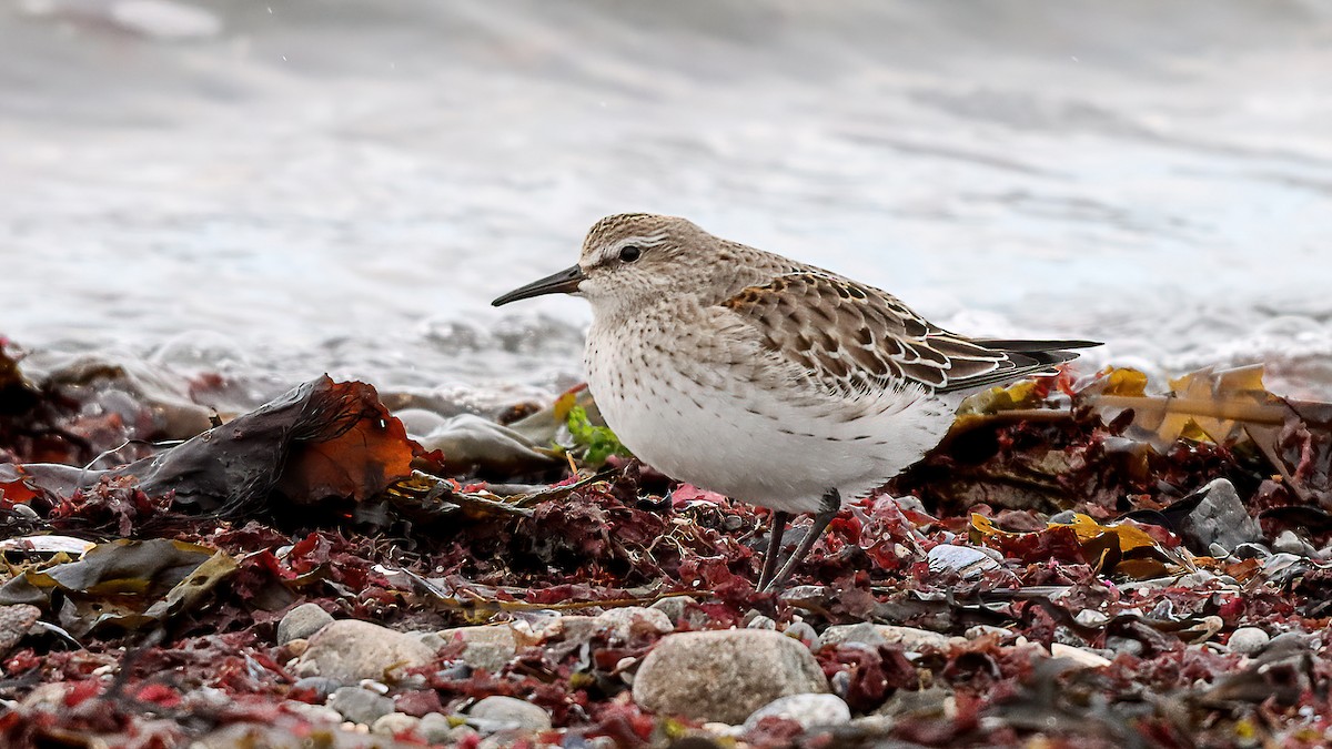 Weißbürzel-Strandläufer - ML645070120