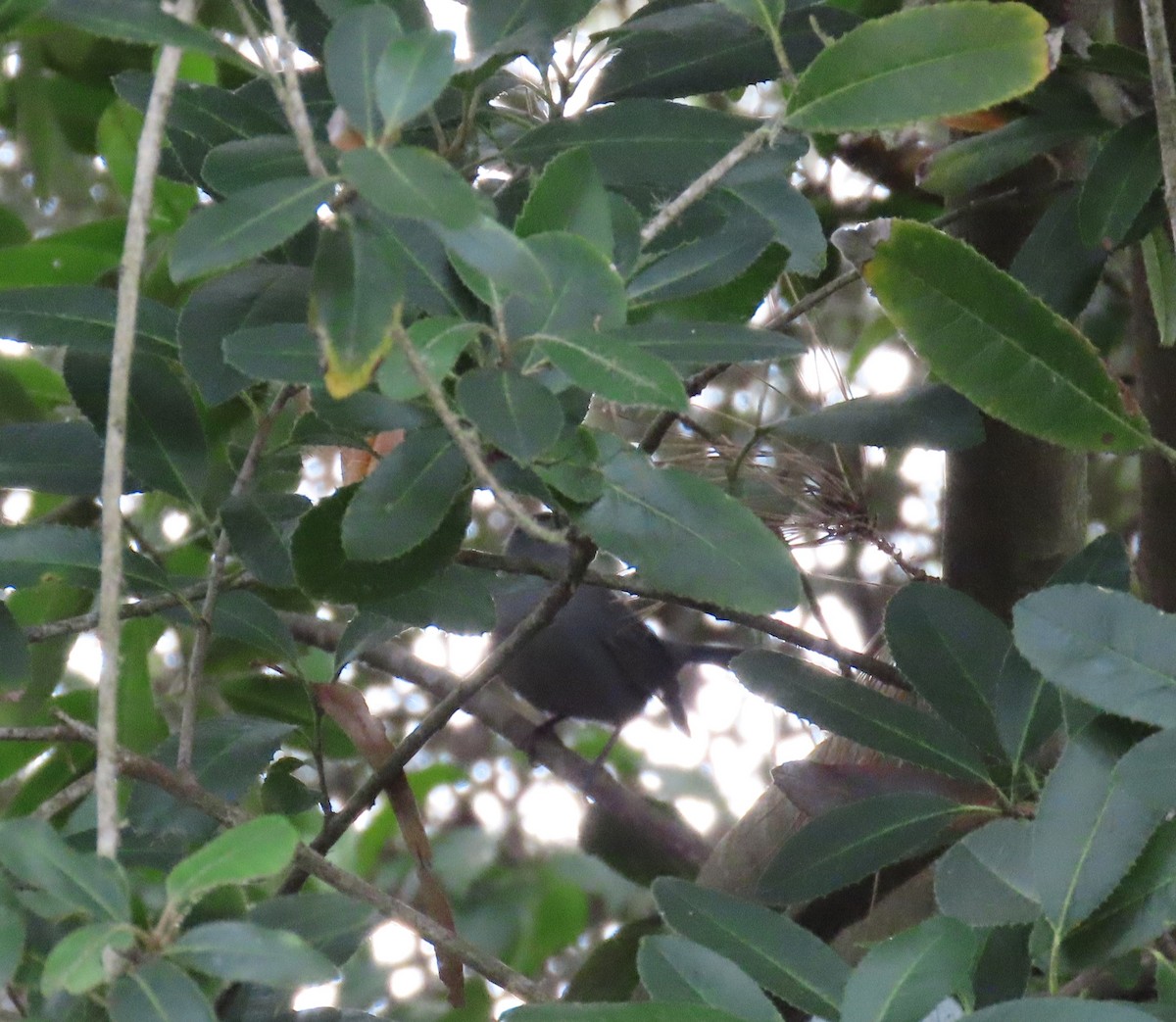 Gray Catbird - ML645070125