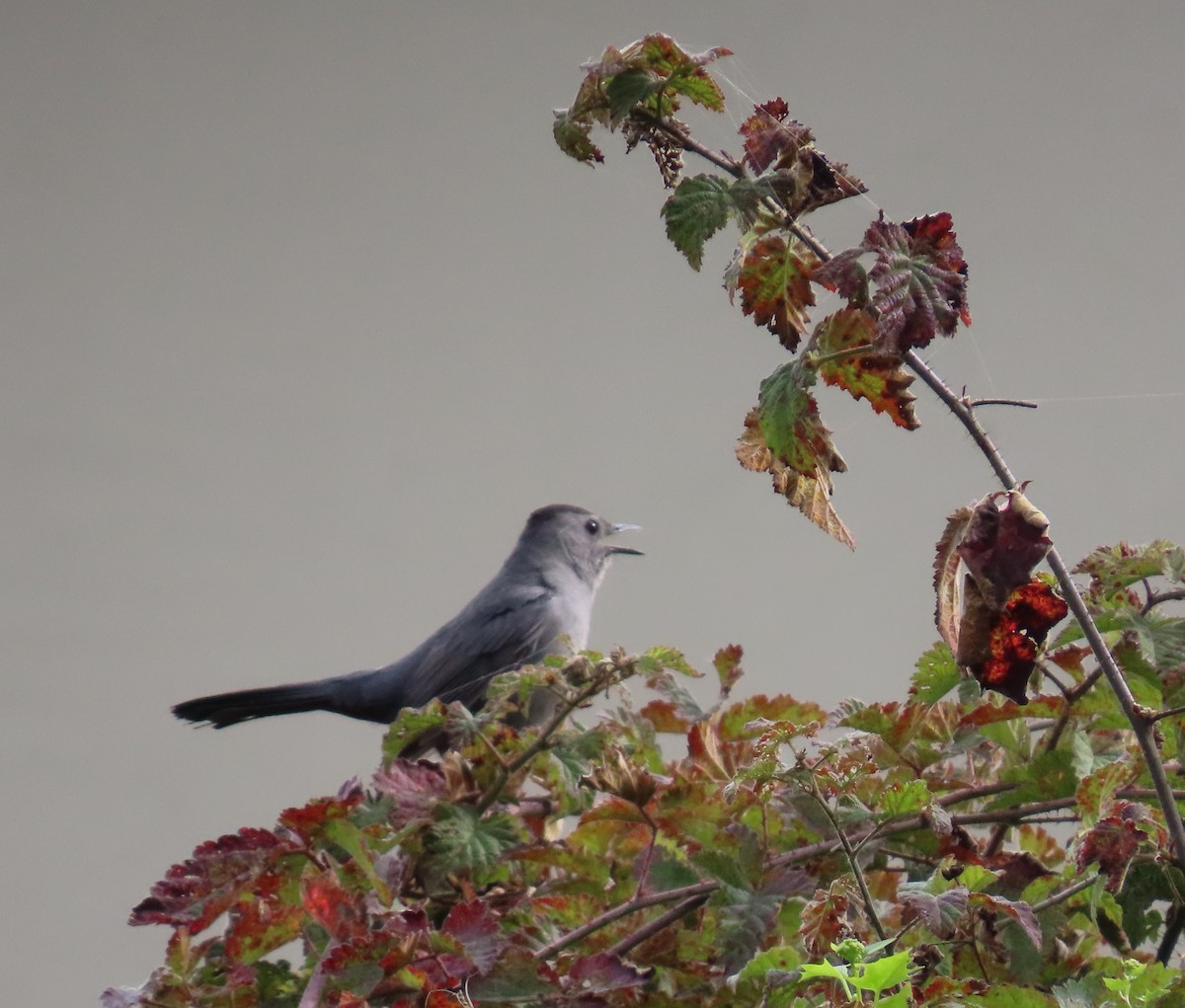 Gray Catbird - ML645070126