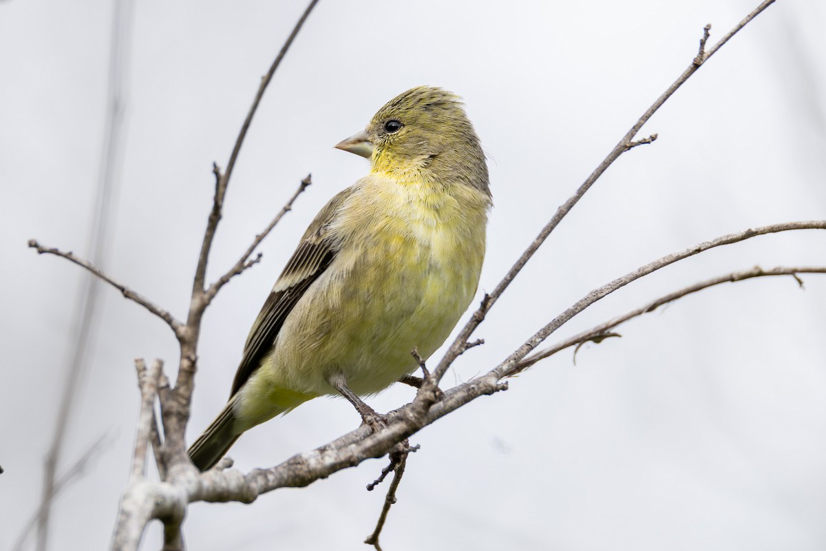 čížek mexický - ML645070149