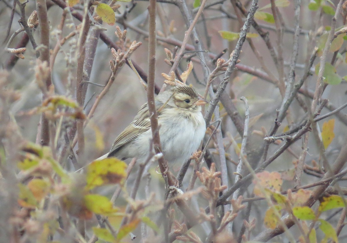 Clay-colored Sparrow - ML645070158