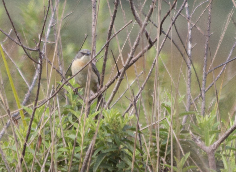 Long-tailed Reed Finch - ML645070160