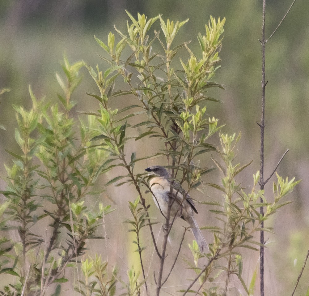 Long-tailed Reed Finch - ML645070161