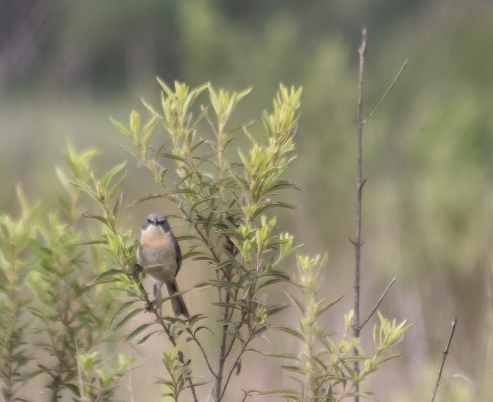 Long-tailed Reed Finch - ML645070162