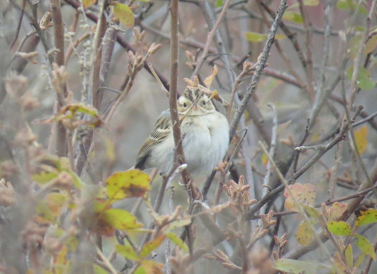 Clay-colored Sparrow - ML645070163