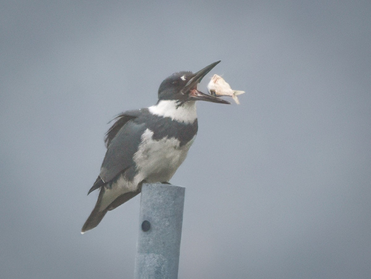 שלדג אמריקני - ML645070166