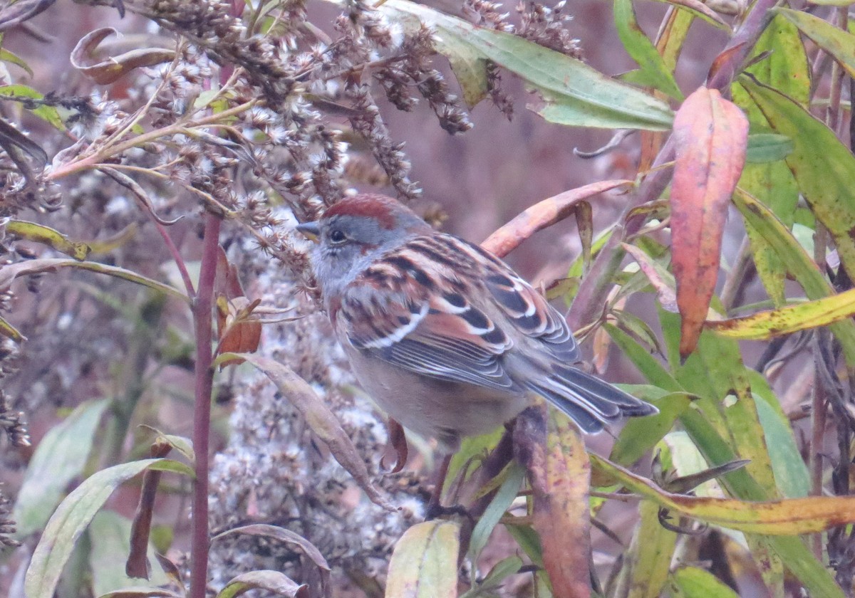 American Tree Sparrow - ML645070169