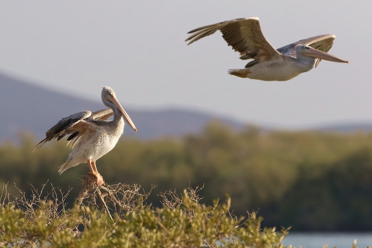 Розовоспинный пеликан - ML645070170