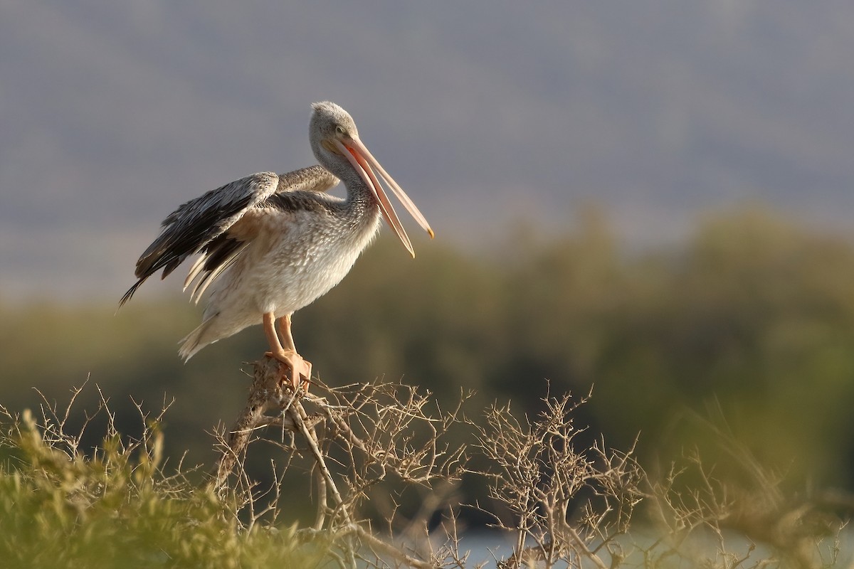 Розовоспинный пеликан - ML645070172