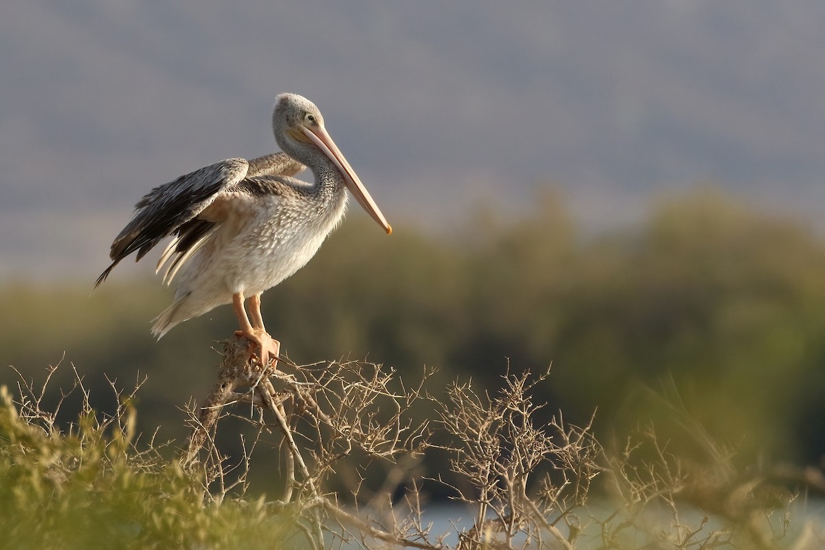 Розовоспинный пеликан - ML645070173