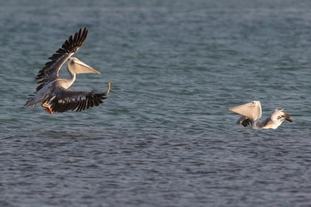 Розовоспинный пеликан - ML645070175